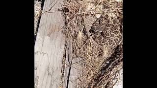 Flipping Rattlesnake in San Ysidro snake rattlesnake herping [upl. by Anawyt]