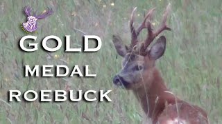 GOLD MEDAL ROEBUCK [upl. by Renate]