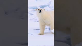 Les ours polaires  trésors de lArctique  PONANT [upl. by Darren]