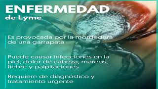 1 DE MAYO Día Mundial de la Enfermedad de Lyme Síntomas y causas de la Enfermedad de Lyme [upl. by Annaehs485]