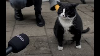 Meet Gacek The Cutest Chonky Cat in Szczecin Poland [upl. by Vanna]