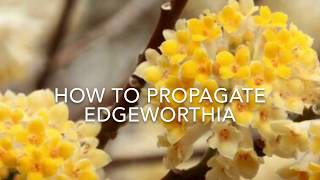 How to Propagate Edgeworthia How to Take Cuttings of Edgeworthia Plant Propagation [upl. by Adelle50]