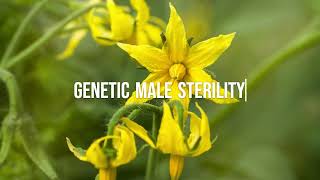 Genetic male sterility [upl. by Adidnac576]