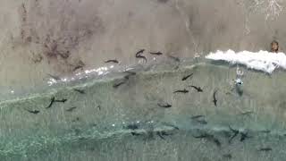 Leopard sharks return to La Jolla Shores in California [upl. by Kirbie]