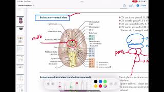 Brainstem ventral view neurology 45  First Aid USMLE Step 1 in UrduHindi [upl. by Platt]