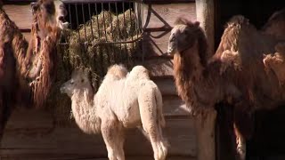 Zoo Zürich Jungtiere Überblick des Nachwuchses [upl. by Eimak862]