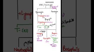 Difference between Granulocytes amp Agranulocytes shorts basophils neutrophils eosinophils [upl. by Ariel]