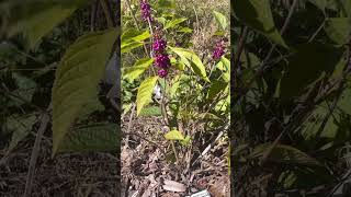 🌺True beauty the American beautyberry shrub🌿naturenaturelovers plants [upl. by Luedtke]