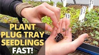 The BEST Way to Plant Plug Tray Seedlings [upl. by Ekyt654]