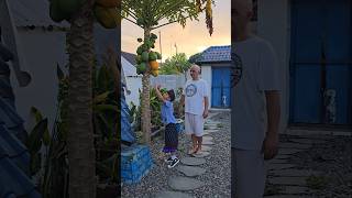 Boyka Harvesting Fresh Papayas [upl. by Onirefez]