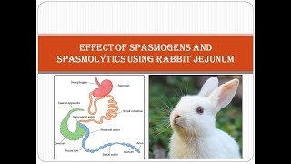 Effect of spasmogens and spasmolytics using rabbit jejunum [upl. by Urbani542]