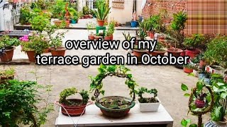 overview of my terrace garden in October [upl. by Scuram]