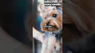 trendingshorts viralvideo animals ad dog cute doglovers subcribe yorkshire terriers part 2 [upl. by Amsed716]