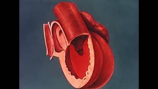 HEART EMBRYOLOGY animation embryology heart [upl. by Godrich74]