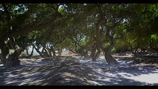 Visit Greece  Unlock your Senses in Chios Island [upl. by Georgeanne]