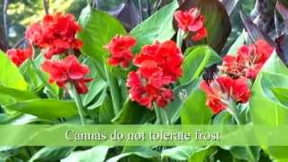 How to Plant Canna Bulbs [upl. by Ernestus19]