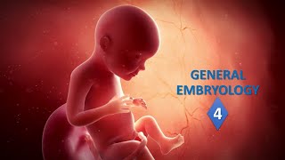 General embryology Part04 Prof Ashfaqur Rahman [upl. by Atinat]