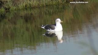 Gaviota sombria  Larus fuscus  Lesser Blackbacked Gull [upl. by Liggitt]