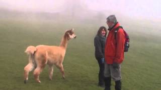 When Alpacas Attack [upl. by Rhett693]