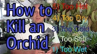 5 Easy Ways To KILL An ORCHID in 5 Minutes  When to Water Orchids and So Much More [upl. by Laurene675]