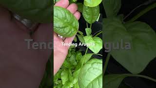 Tending my Arugula verticalgardening garden arugula balconygardening [upl. by Werdn804]