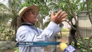 NOTICIEROS TELEVISA VERACRUZ  Productores de sandia [upl. by Rett]