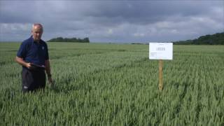 Video Richard Torr talks through NABIM Group 3 biscuit wheat and soft feed wheat varieties [upl. by Ainek393]