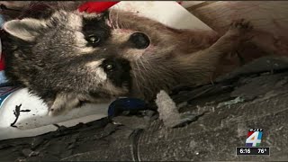 Neighbor helps 75yearold St Augustine woman fight off raccoon attack inside home [upl. by Anoniw260]