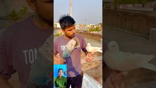 Kabutar 🤲bahut wafadar❤️ hota Hai dekhen 😱pigeon viral new short video [upl. by Kopans]