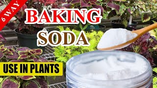 Amazing Ways to Use Baking Soda in the Garden [upl. by Meletius328]