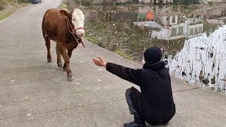 Most Emotional Animal Reunions With Their Loved Ones That Will Melt Your Heart ❤ [upl. by Greyso]