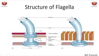 Chemotaxis flagella and types of motility [upl. by Ellehc]