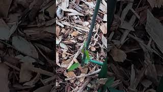 Growth Journey  Day 55  Spurred Butterfly Pea [upl. by Ellwood]