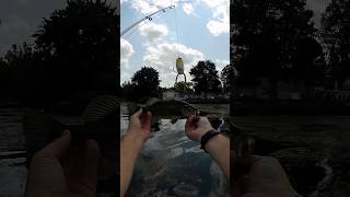 Windy Day Frogbass shorts fishing bassfishing topwater catchandrelease [upl. by Edlun]