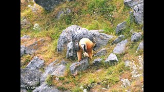 Bearded Vulture Cracking Bone for Marrow [upl. by Hach173]