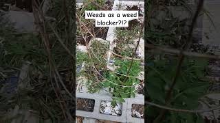 How To Prevent Weeds From Growing weedcontrol organicgardener raisedbedgardening gardening [upl. by Sihtam]