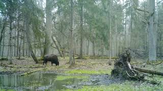 European bison in the rainy Bialowieza forestWildlife in Belarus cameratrap [upl. by Genisia]