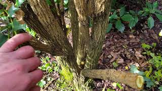 Pruning Mahonia [upl. by Clance]