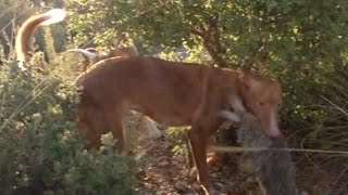 Caza de conejos con podenco andaluz [upl. by Autumn]