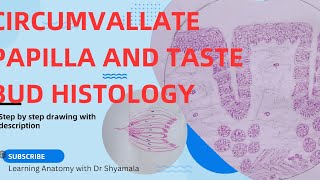 Histology of Circumvallate papillae and taste bud Step by step drawing with description [upl. by Lemon367]