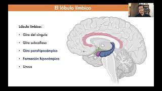 Sistema límbico 1 [upl. by Kifar868]