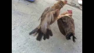 gallinas peleando [upl. by Ahsieit]