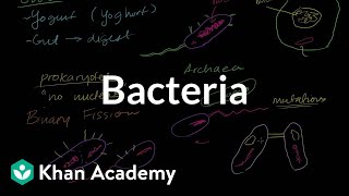 Bacteria [upl. by Gyasi]