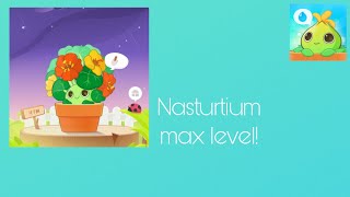 Plant nanny 2  Nasturtium max level [upl. by Belinda]