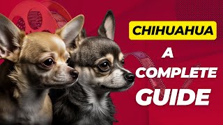 Everything You Need to Know About Chihuahuas A Complete Guide for Dog Owners [upl. by Kristofor36]