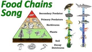 Food Chains Mr Ws Trophic Levels and Pyramid of Energy Song [upl. by Lathrop518]