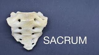 SACRUM [upl. by Weitman]