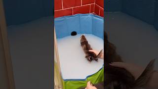 Bain d’avoine de Toka 🥰 ⚠️ on ne lave pas un furet 🫶🏻 furet furets ferret ferrets funny [upl. by Leakim]