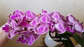 Обильное цветение моих орхидей  Flowering of my orchids  Орхидея  Orchids [upl. by Auohs96]