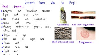 Economic losses due to Fungi class 11 [upl. by Courcy]